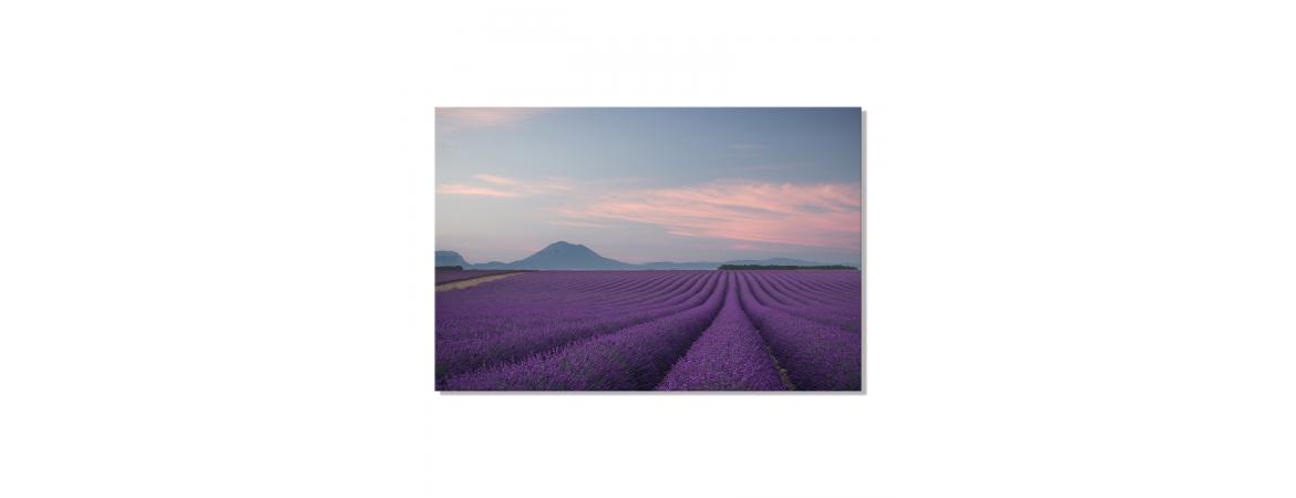 Lavender Fields Canvas Print 80 x 120cm x 3.5cm