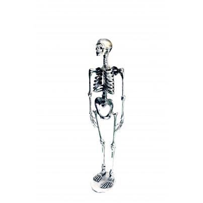 Skeleton H155cm